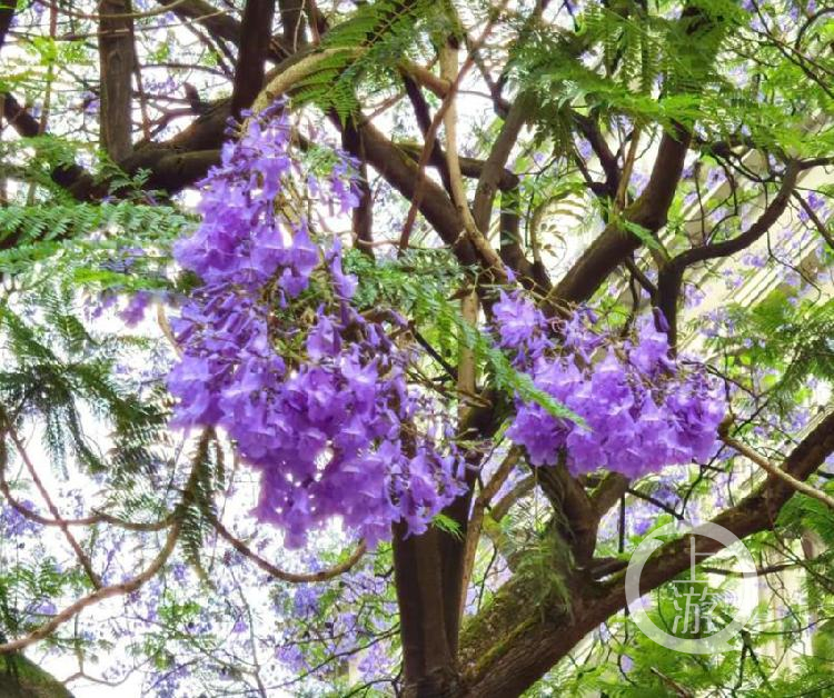 這所大學將建設200米藍花楹大道，只為花建檔！