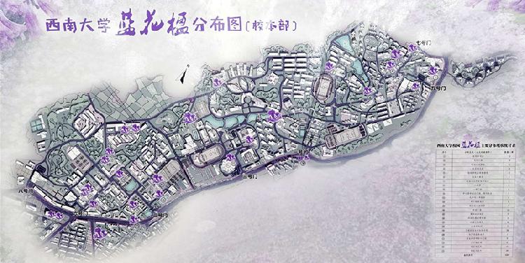 這所大學將建設200米藍花楹大道，只為花建檔！