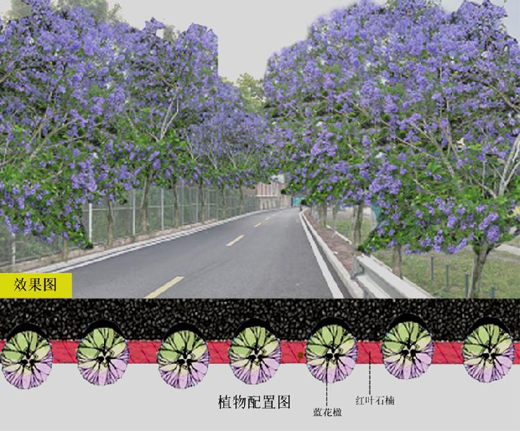 這所大學將建設200米藍花楹大道，只為花建檔！