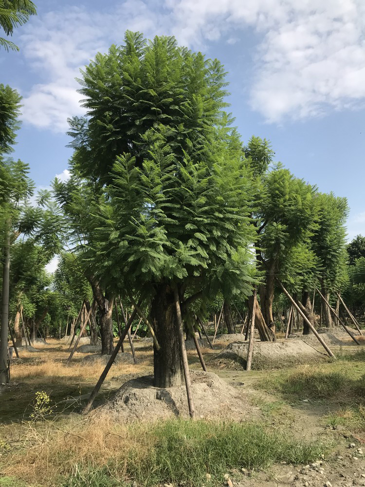 【30公分藍花楹價格表】