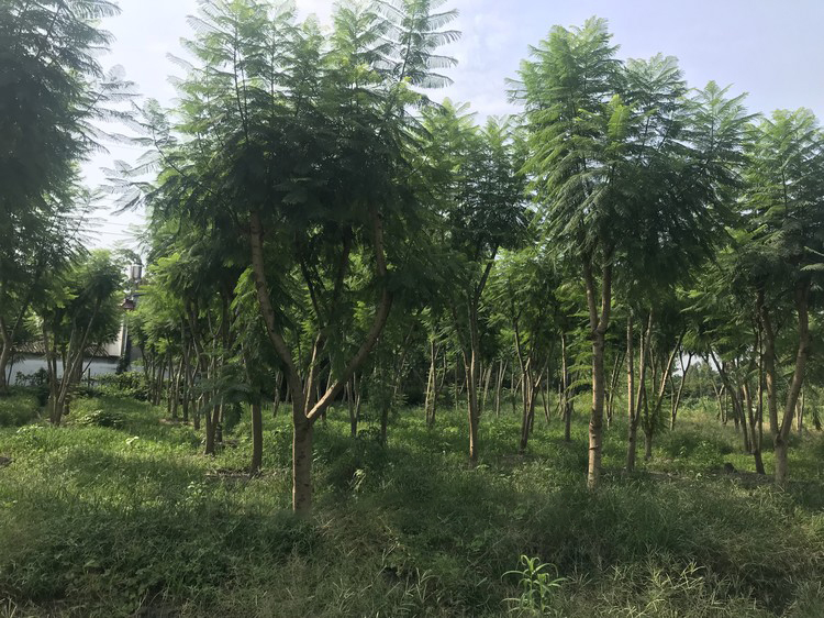 【30公分藍花楹價格表】