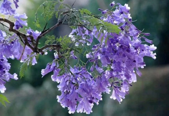 藍花楹樹葉子圖片大全