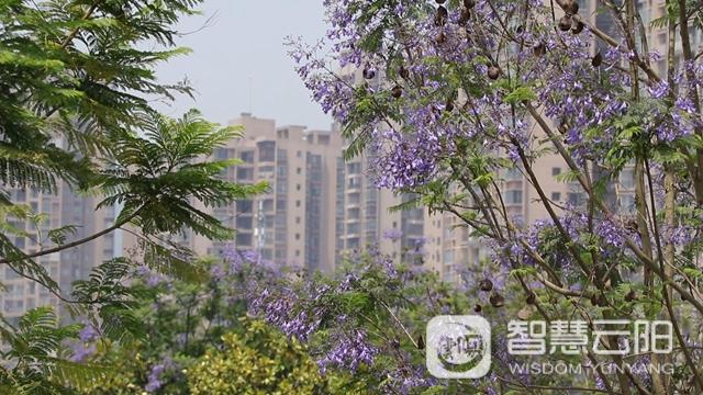 藍花楹圖片唯美綻開 月光草坪不竭革新