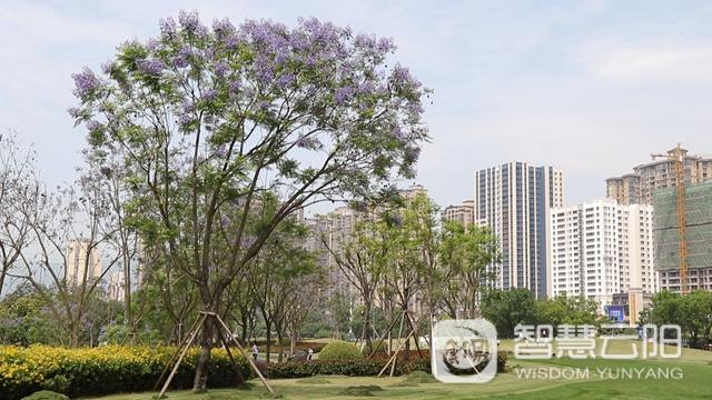 藍花楹圖片唯美綻開 月光草坪不竭革新