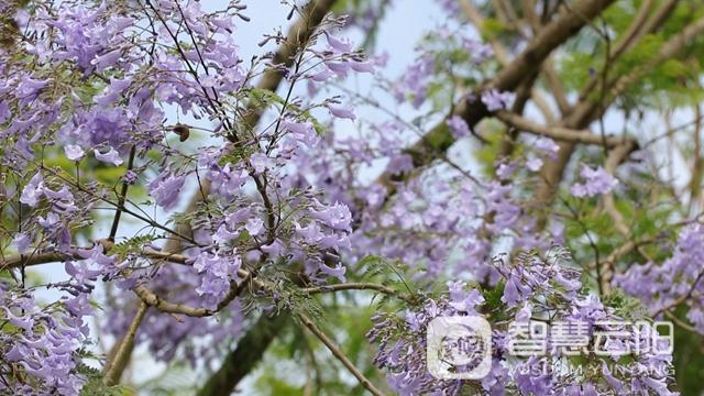 藍花楹圖片唯美綻開 月光草坪不竭革新