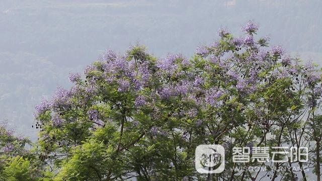 藍花楹圖片唯美綻開 月光草坪不竭革新