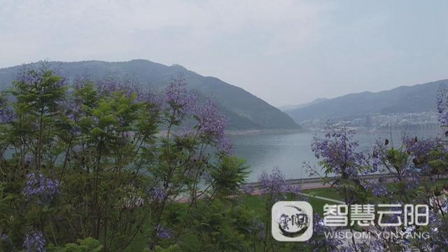 藍花楹圖片唯美綻開 月光草坪不竭革新
