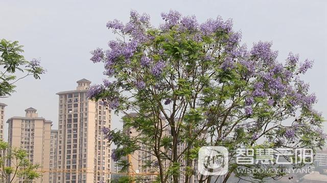 藍花楹圖片唯美綻開 月光草坪不竭革新