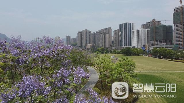 藍花楹圖片唯美綻開 月光草坪不竭革新