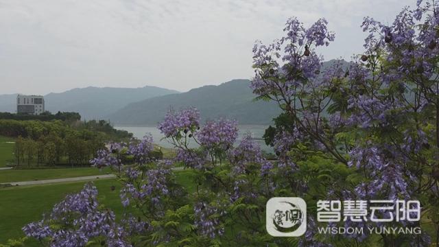 藍花楹圖片唯美綻開 月光草坪不竭革新