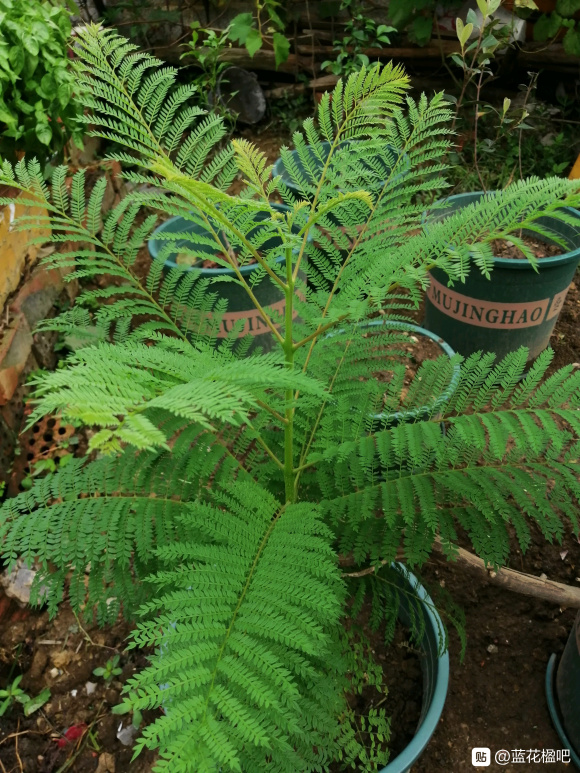 藍花楹直徑3公分