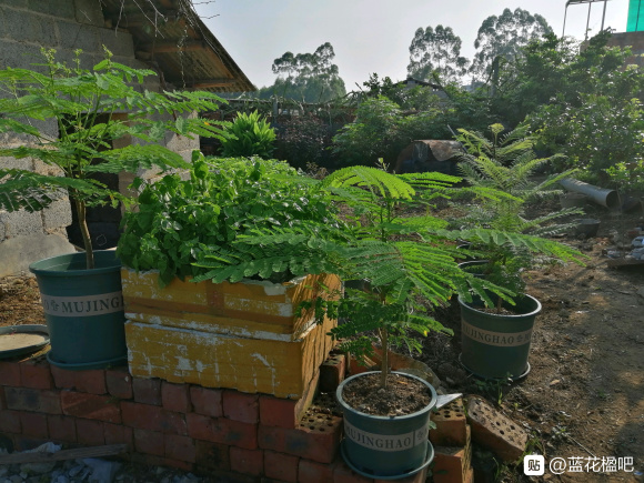 藍花楹直徑3公分