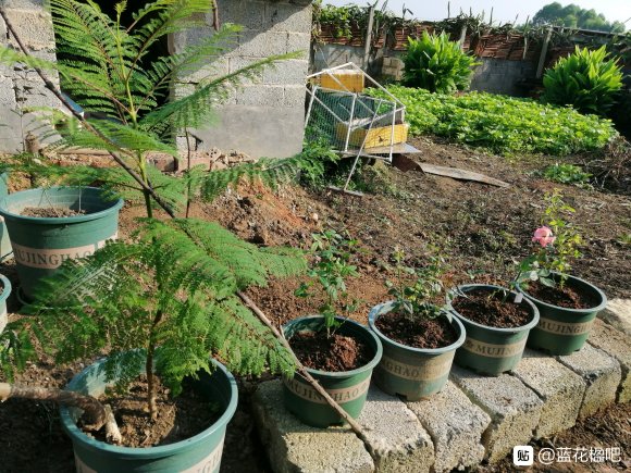 藍花楹直徑3公分