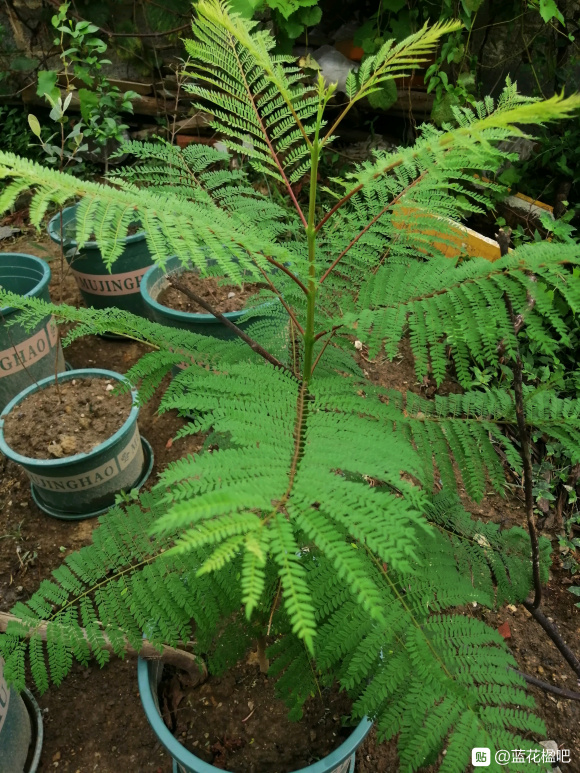 藍花楹直徑3公分