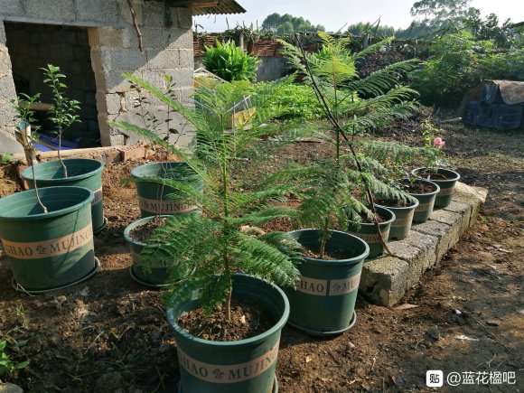 藍花楹直徑3公分