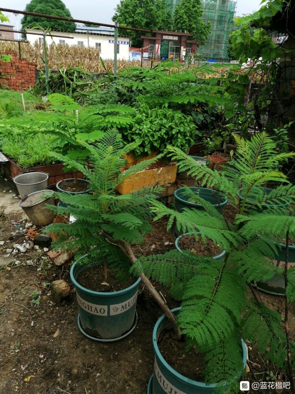 藍花楹直徑3公分