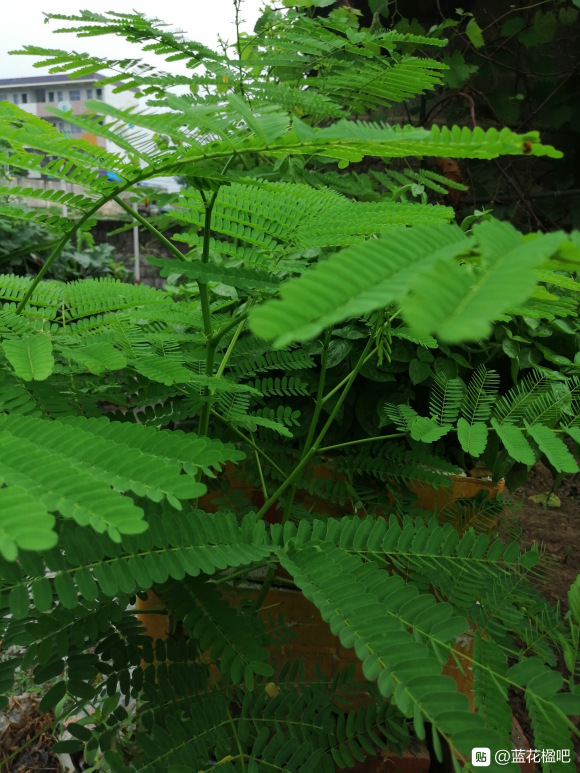 藍花楹直徑3公分
