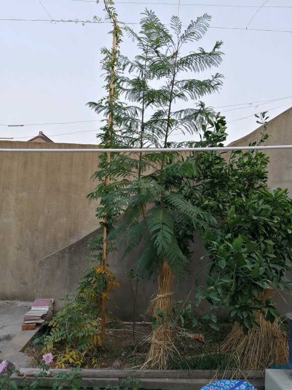 藍花楹直徑3公分