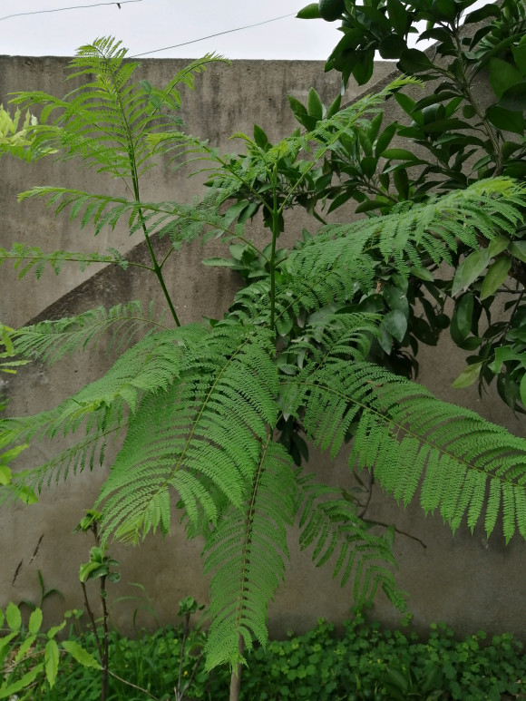 藍花楹直徑3公分