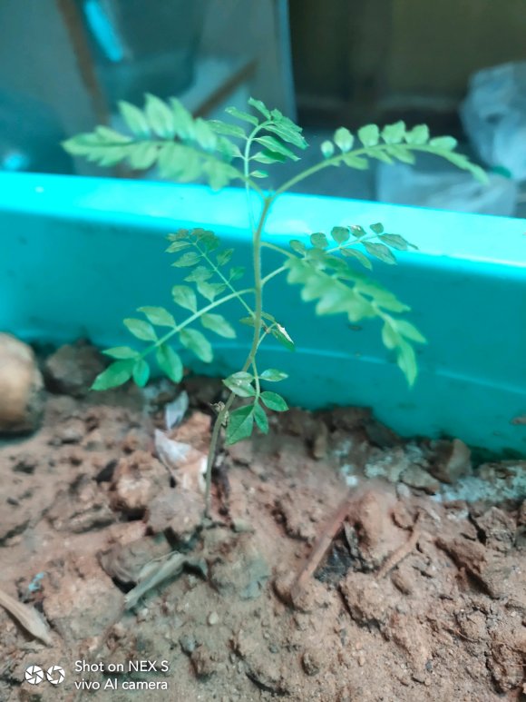 藍花楹直徑3公分