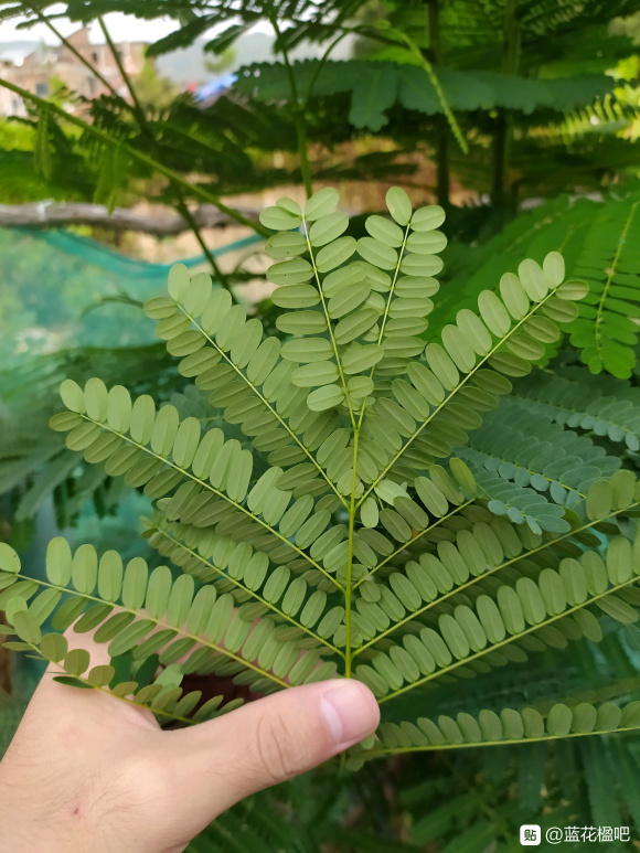 藍花楹長大之后是鳳凰木