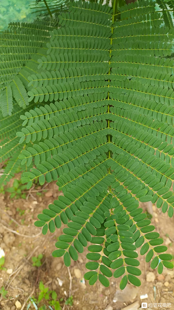 藍花楹長大之后是鳳凰木