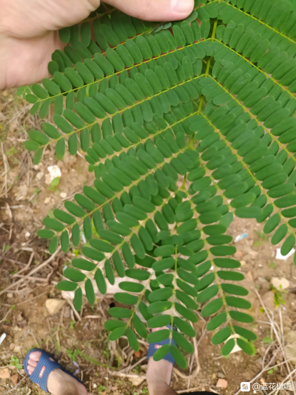 藍花楹長大之后是鳳凰木