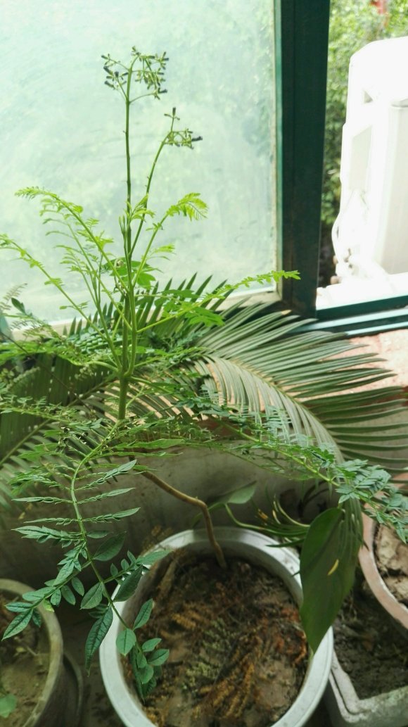 藍花楹種子種植后多久開花?