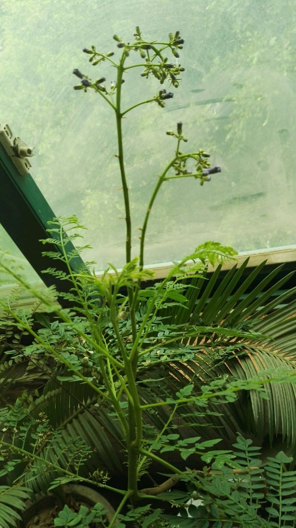 藍花楹種子種植后多久開花?