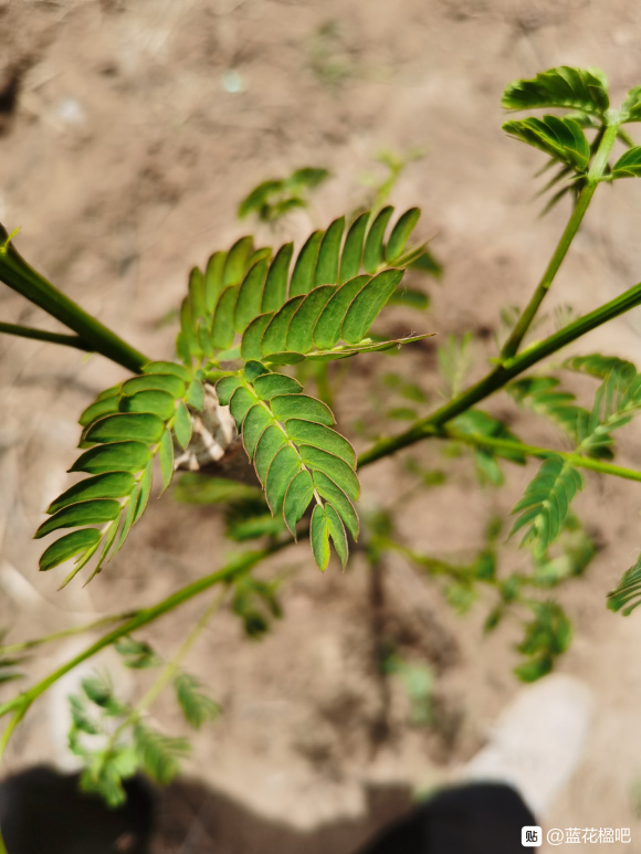在淘寶上買的藍花楹,種子或者樹苗是真的還是假的合歡樹或者