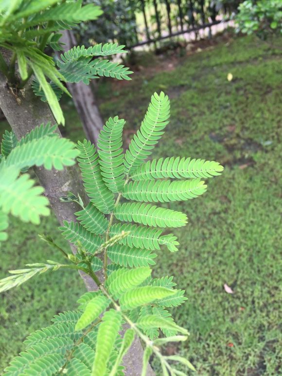 在淘寶上買的藍花楹,種子或者樹苗是真的還是假的合歡樹或者
