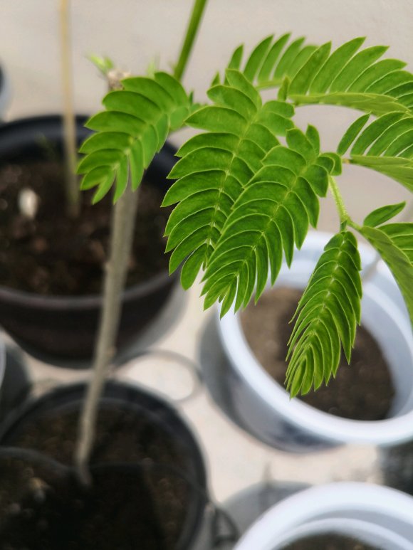 在淘寶上買的藍花楹,種子或者樹苗是真的還是假的合歡樹或者