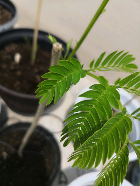 在淘寶上買的藍花楹,種子或者樹苗是真的還是假的合歡樹或者