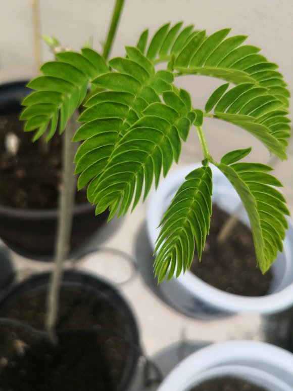 在淘寶上買的藍花楹,種子或者樹苗是真的還是假的合歡樹或者