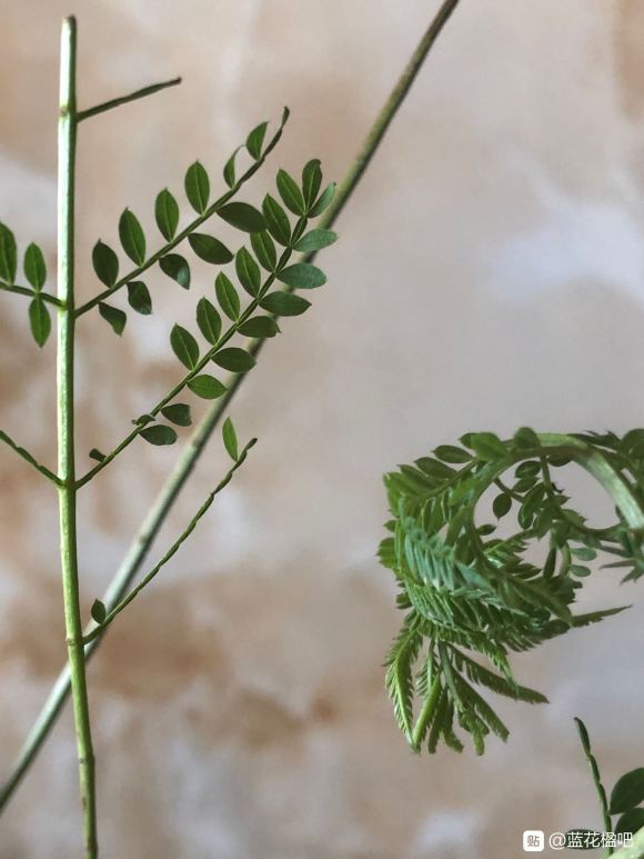 在淘寶上買的藍花楹,種子或者樹苗是真的還是假的合歡樹或者