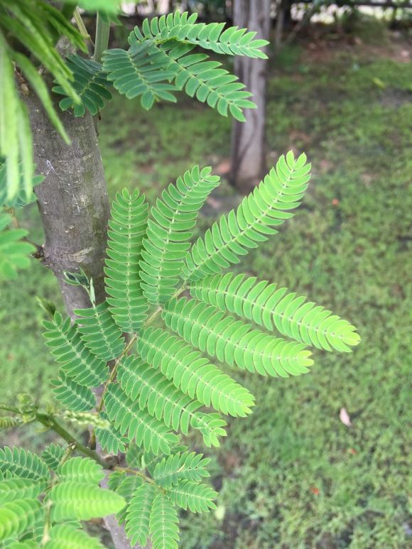 在淘寶上買的藍花楹,種子或者樹苗是真的還是假的合歡樹或者
