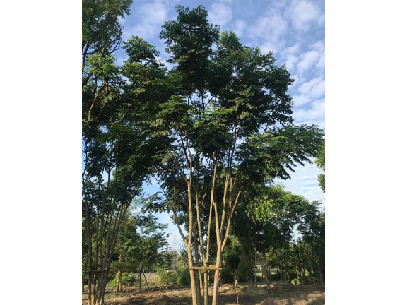 藍花楹求購藍花楹基地