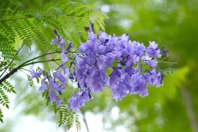 藍花楹油膩的花色，在夏季的時候盛開