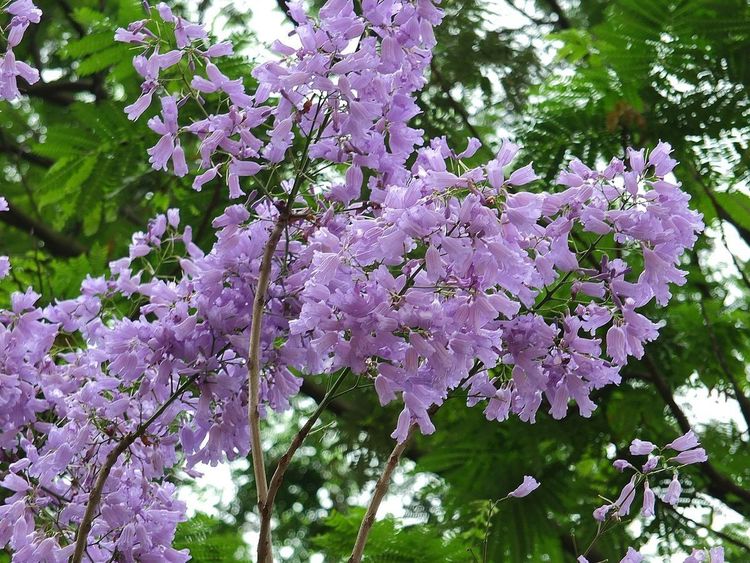 藍花楹油膩的花色，在夏季的時候盛開