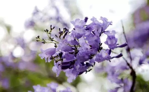 藍花楹油膩的花色，在夏季的時候盛開
