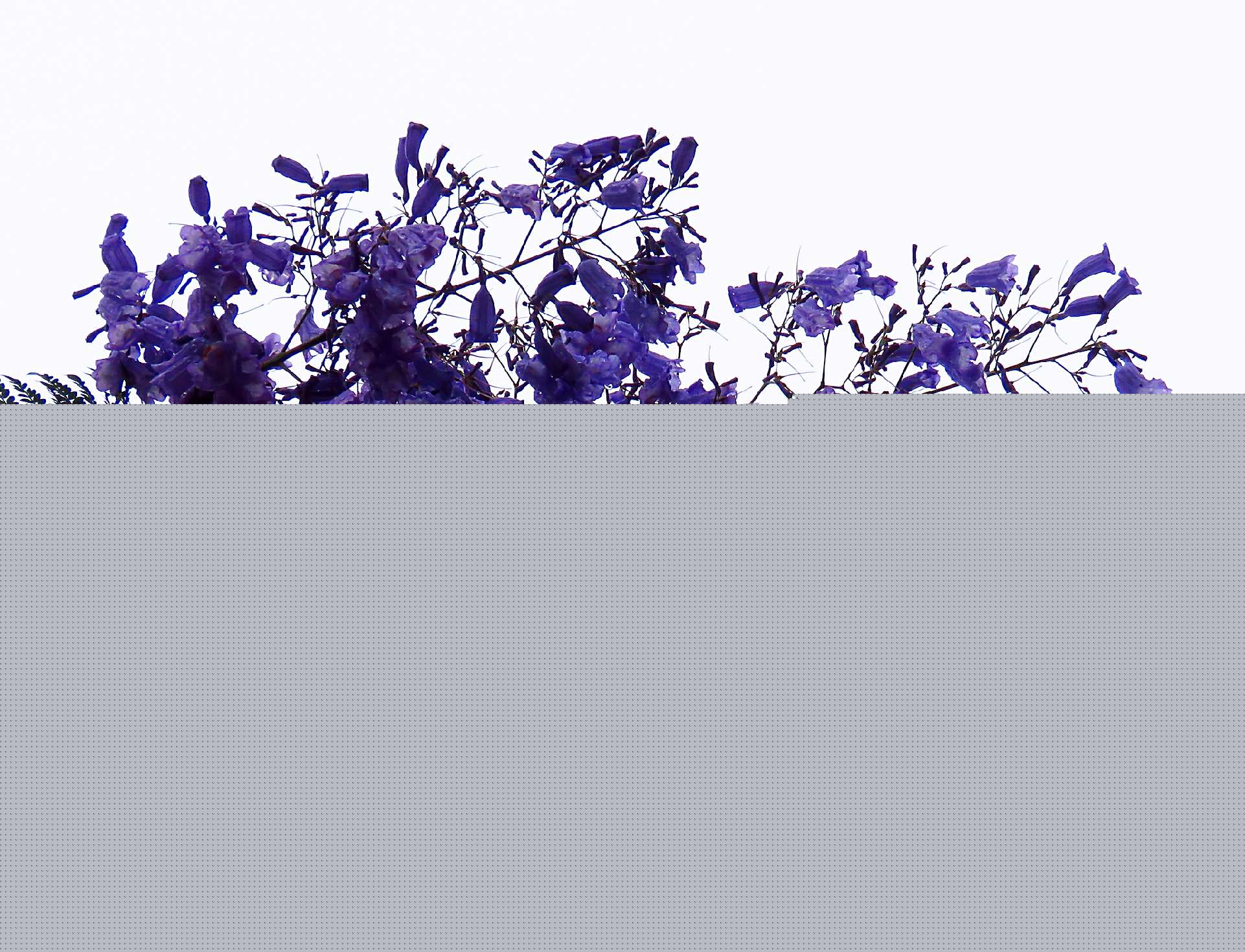 藍花楹和紅花楹的區別