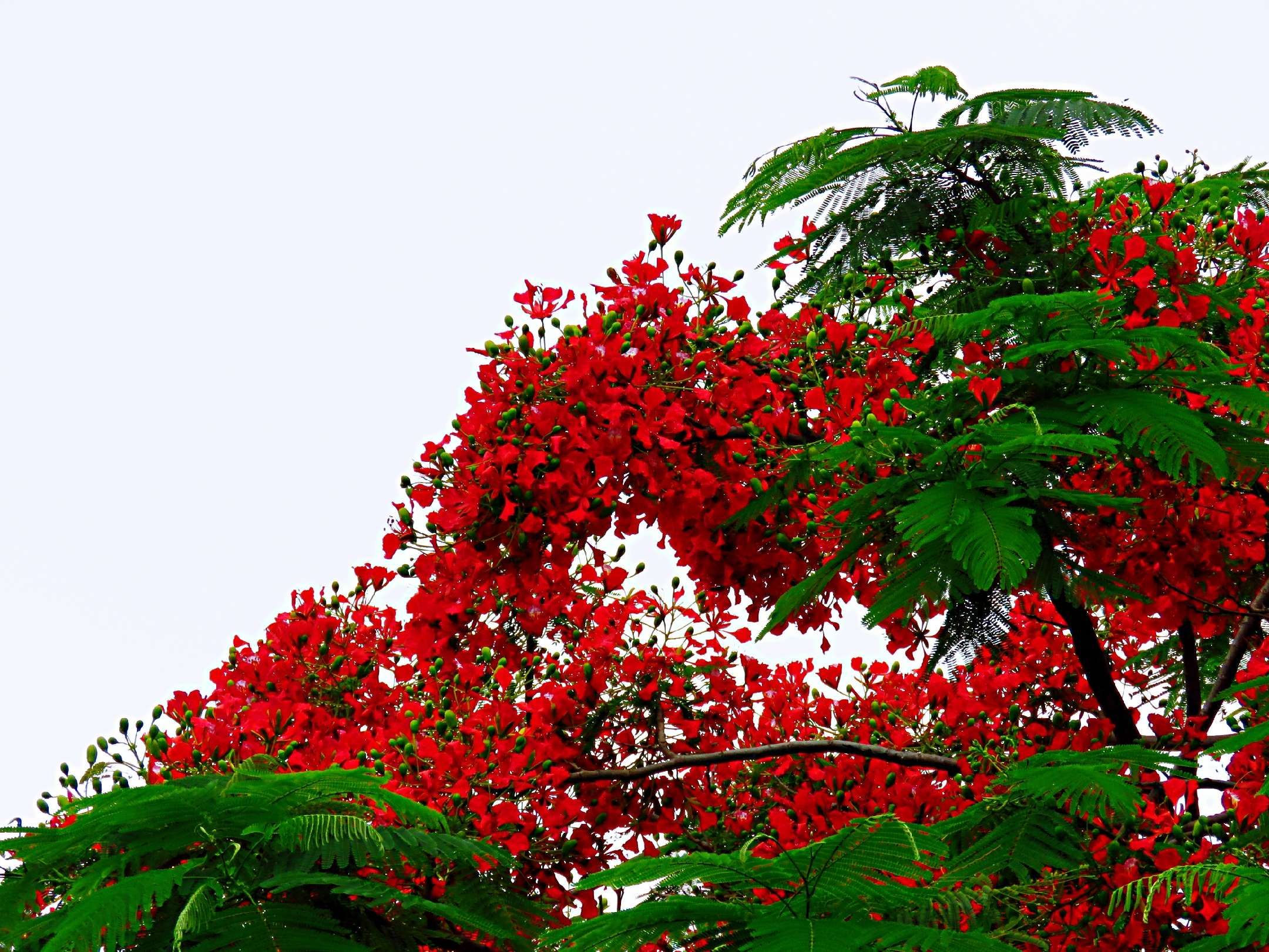 藍花楹和紅花楹的區別