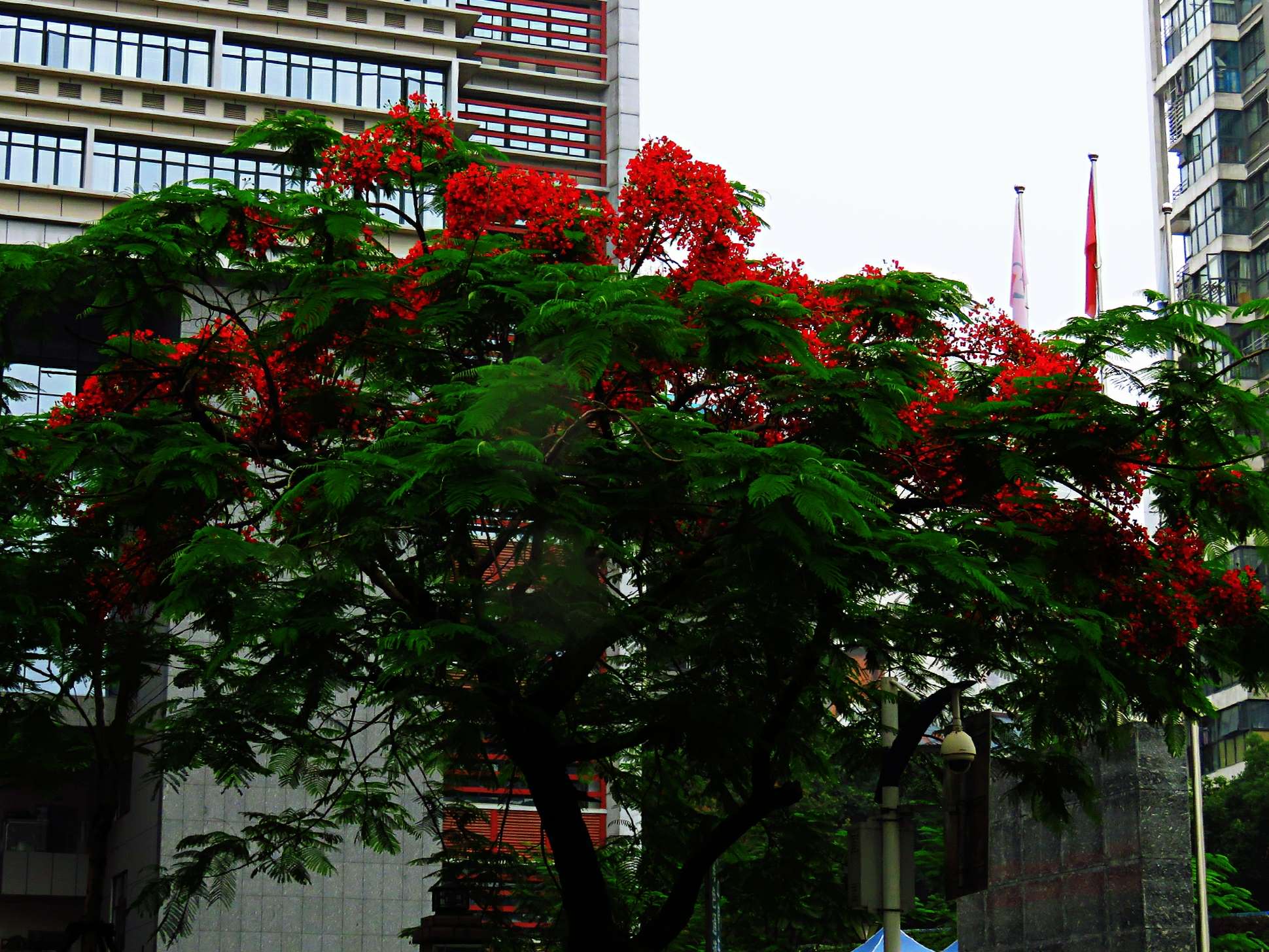 藍花楹和紅花楹的區別