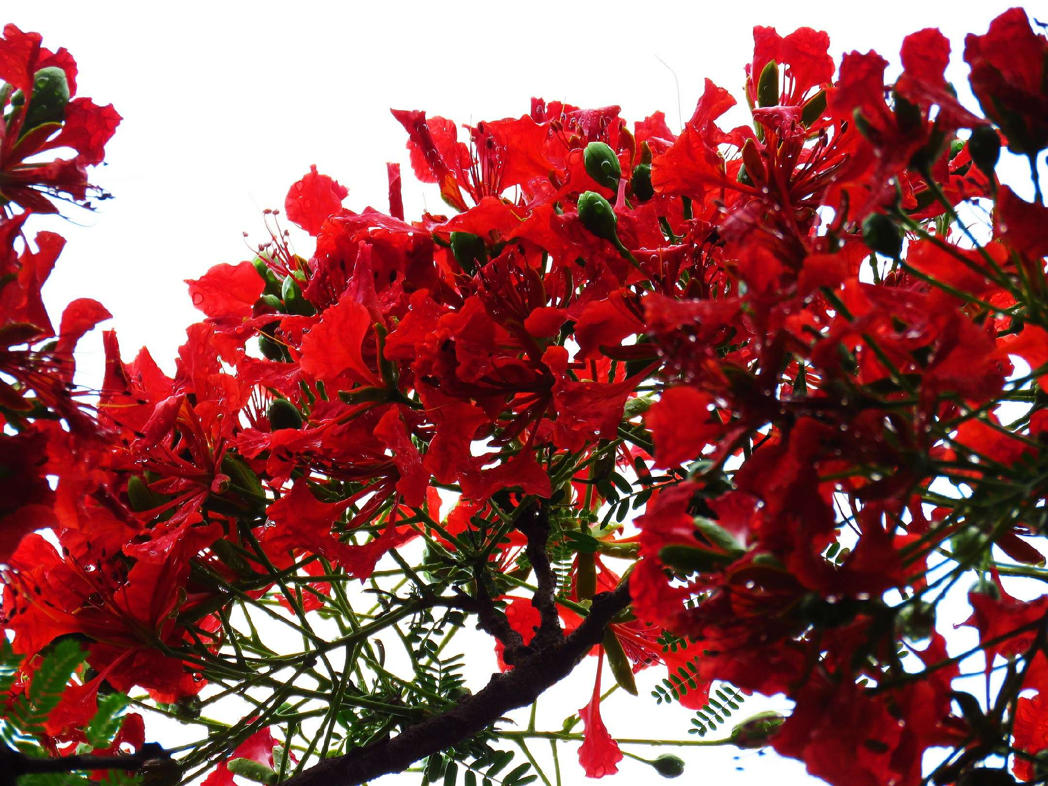 藍花楹和紅花楹的區別