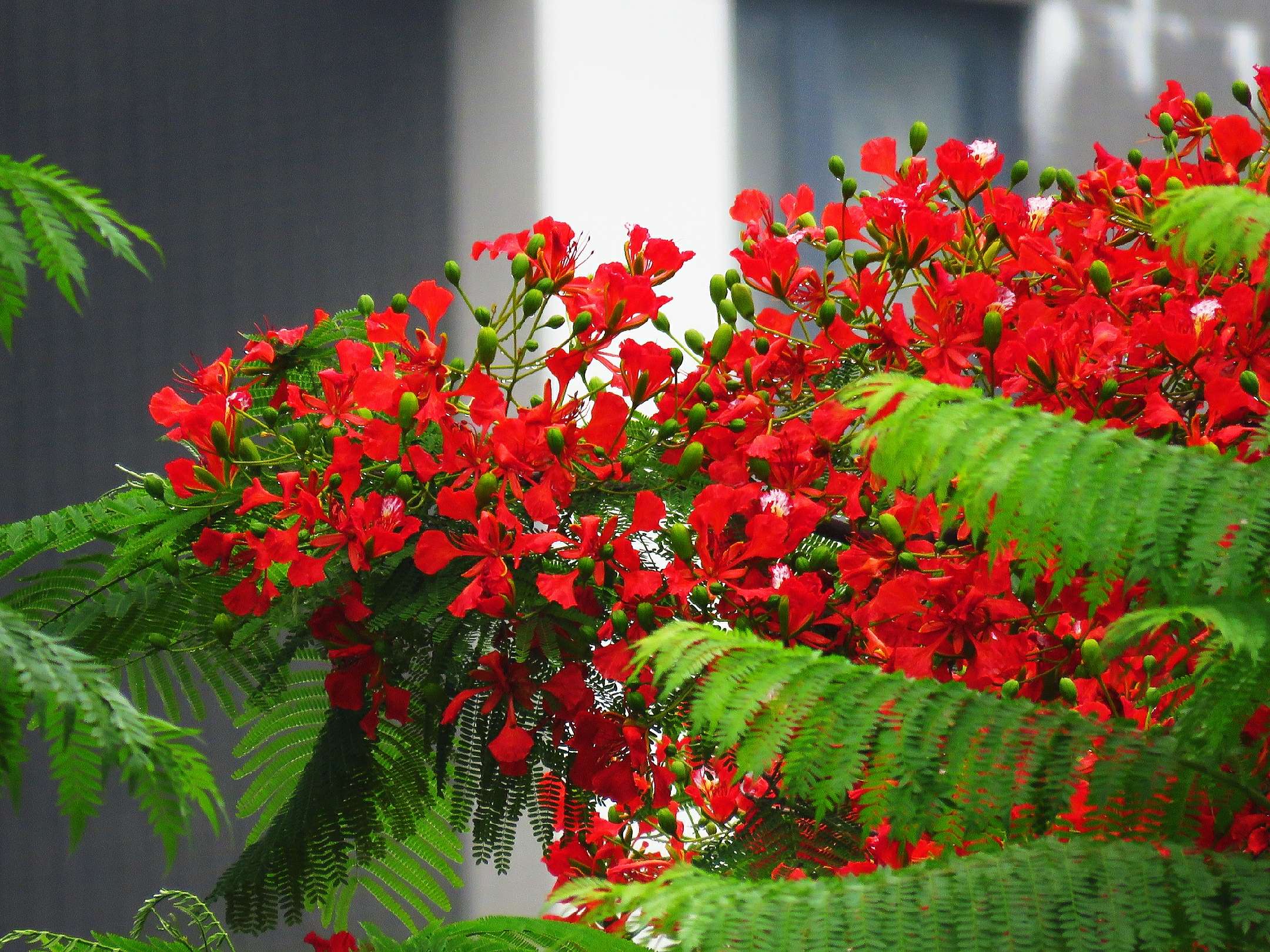 藍花楹和紅花楹的區別