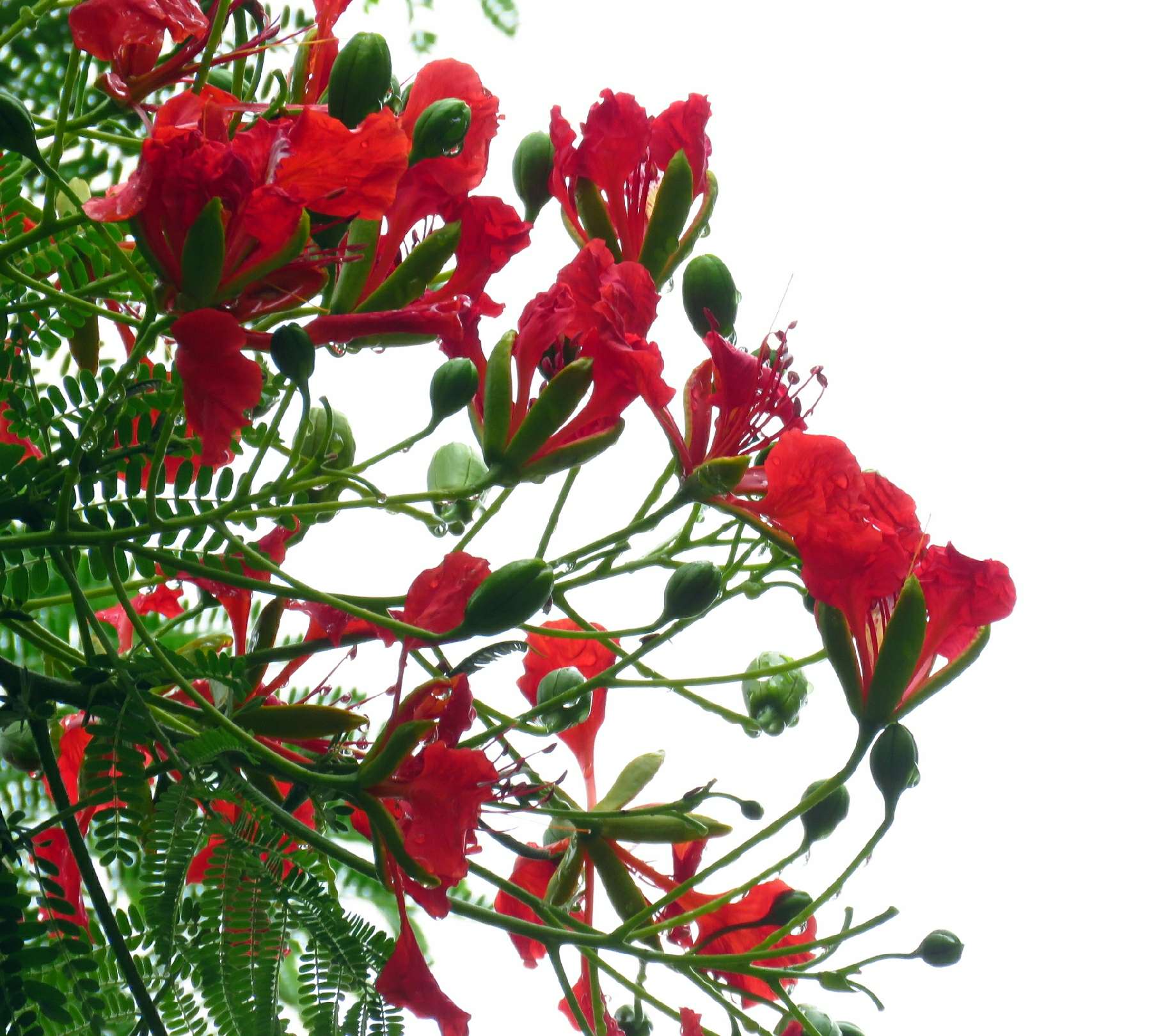 藍花楹和紅花楹的區別