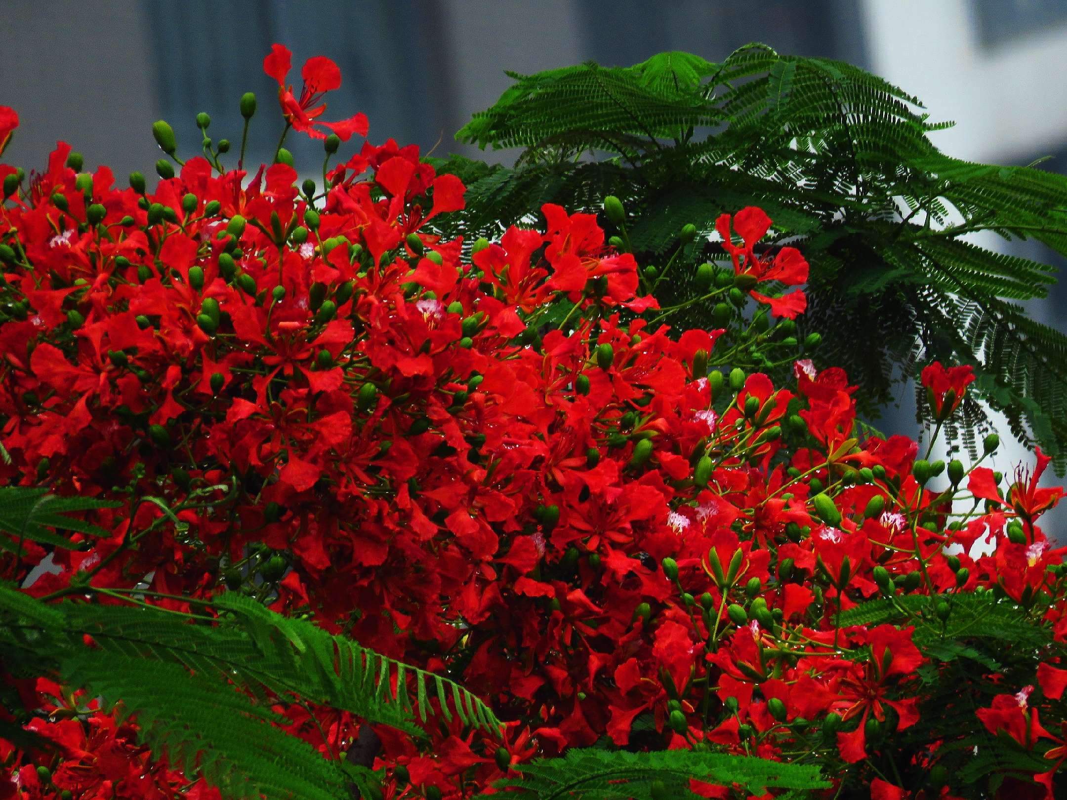 藍花楹和紅花楹的區別