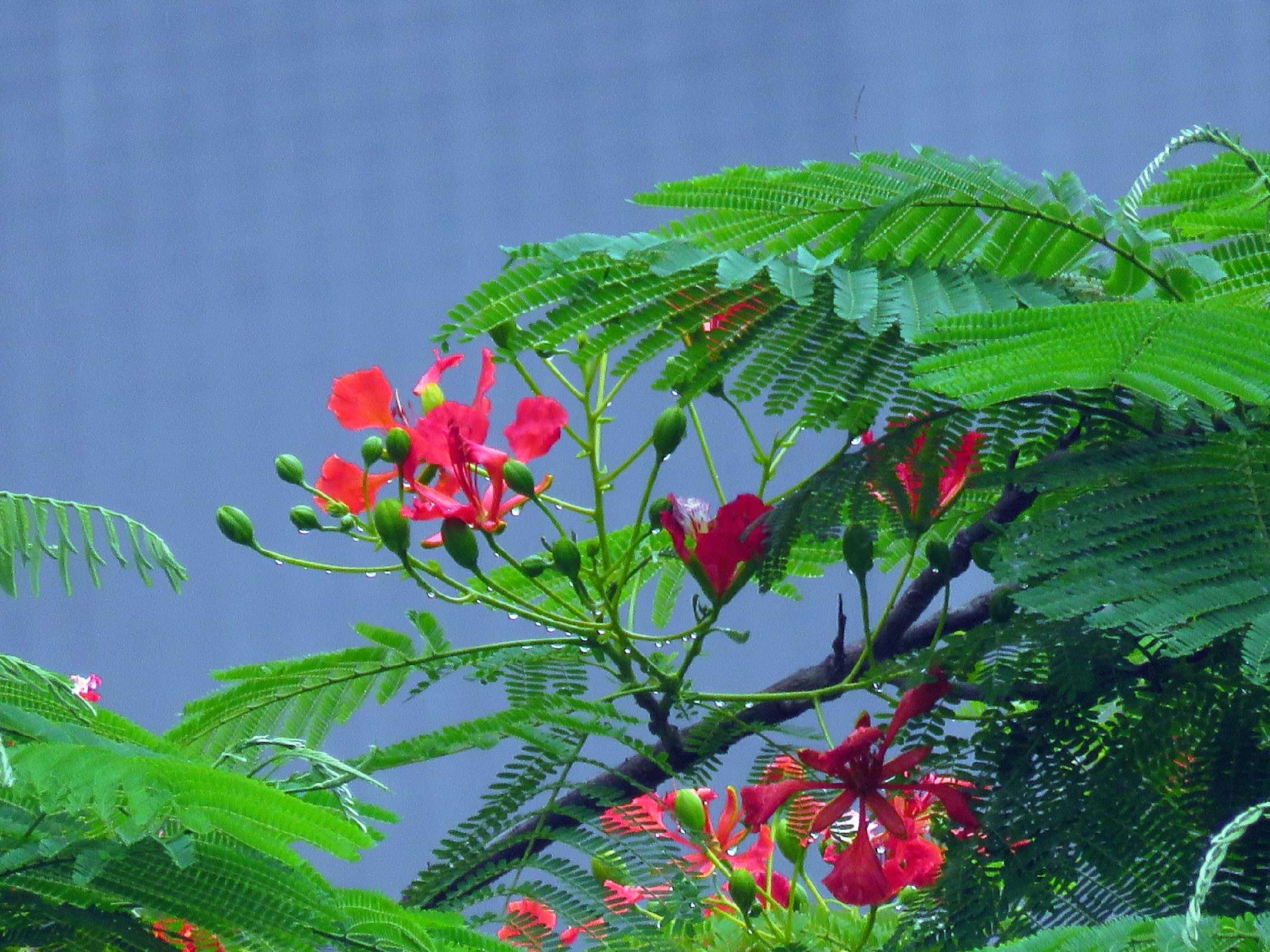 藍花楹和紅花楹的區別