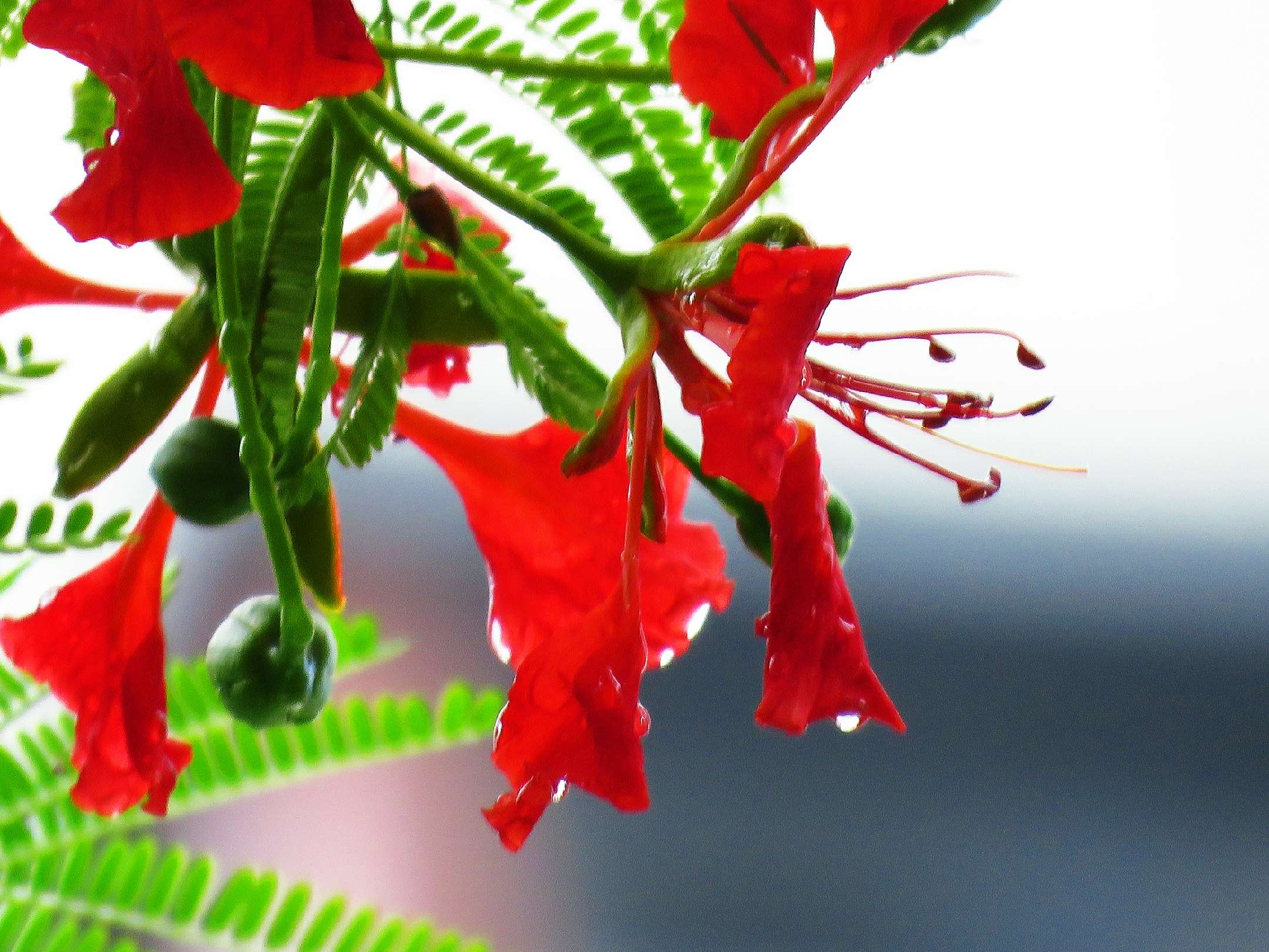 藍花楹和紅花楹的區別