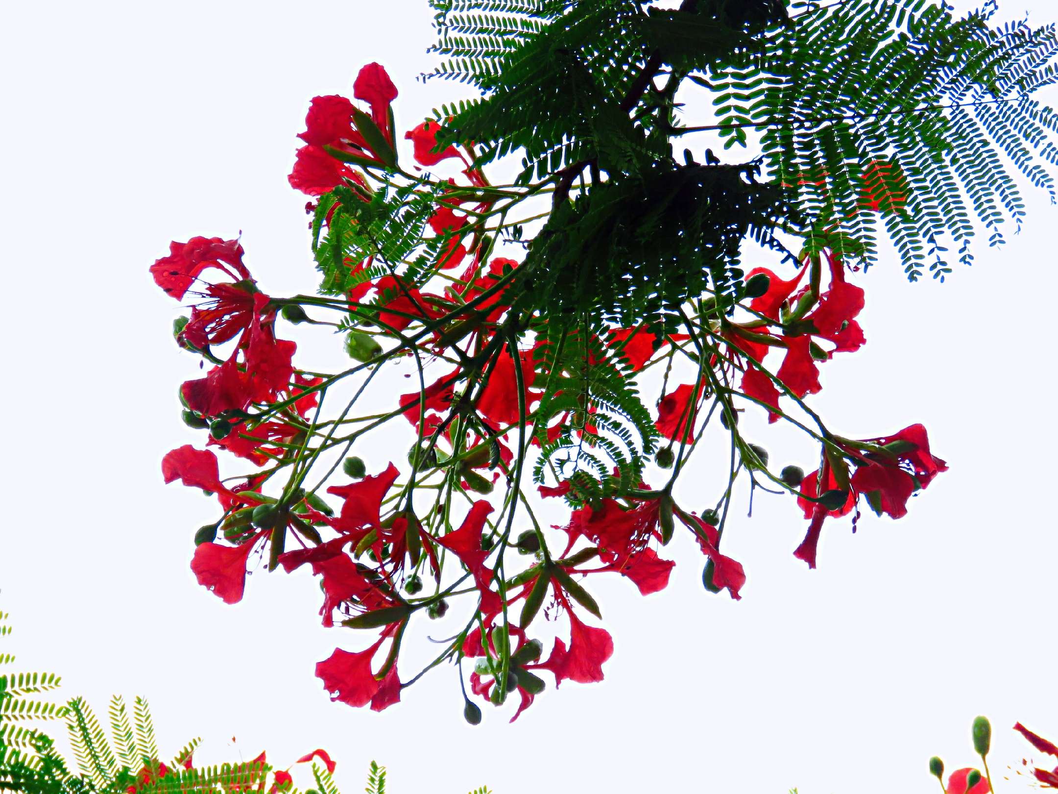 藍花楹和紅花楹的區別